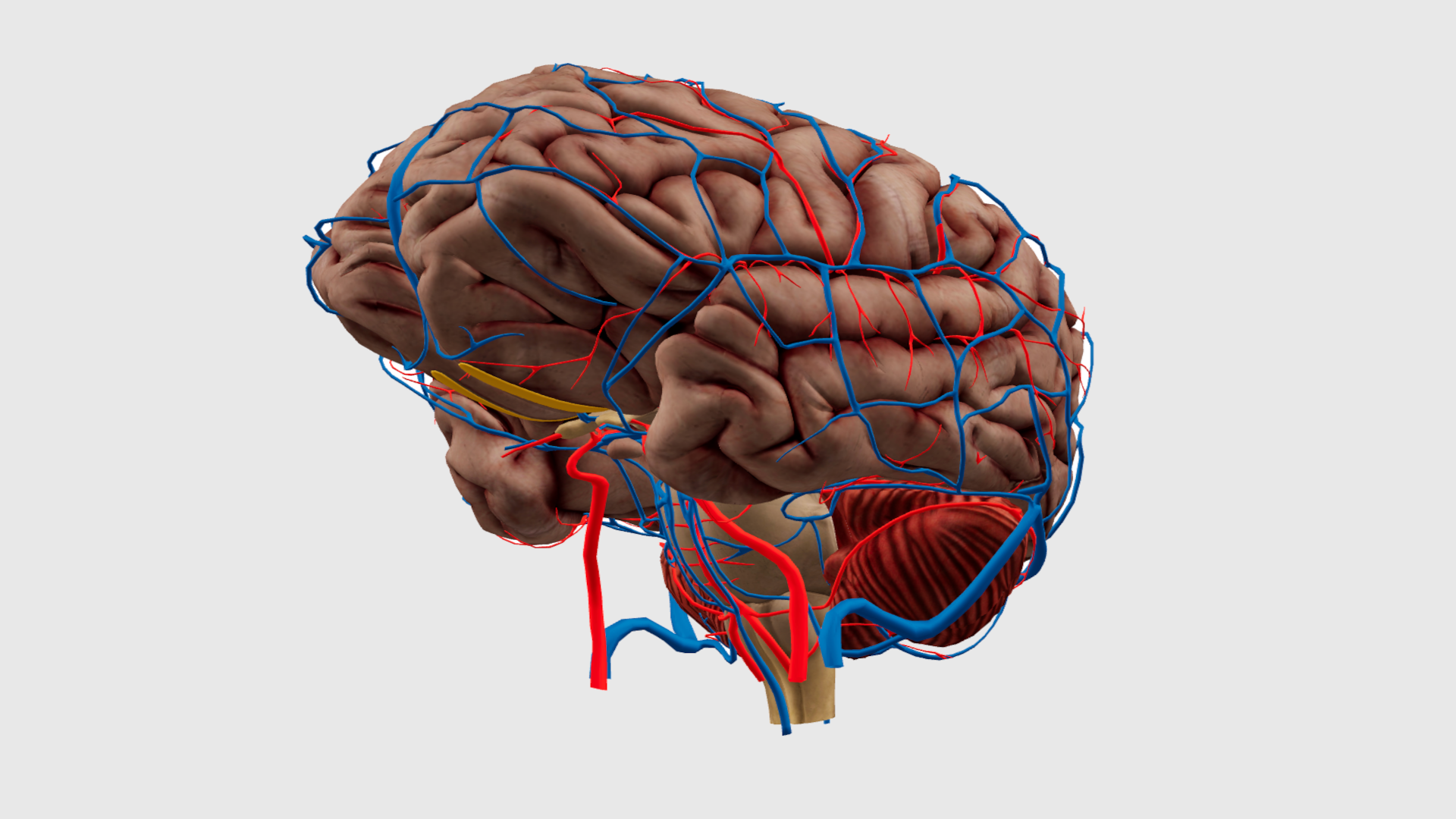 3D Brain Anatomy